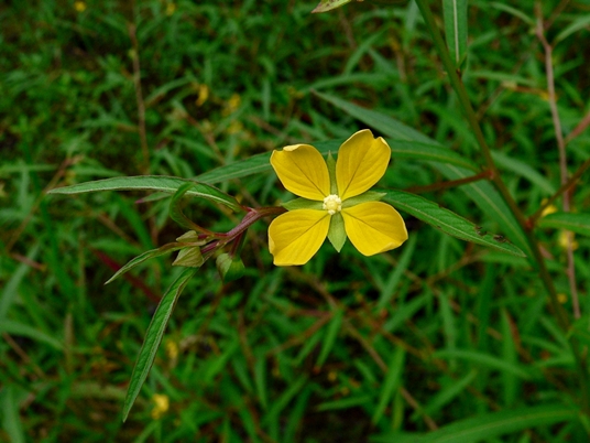 {Ludwigia octovalvis}